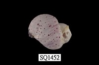 藏品(紫口珊瑚螺)的圖片